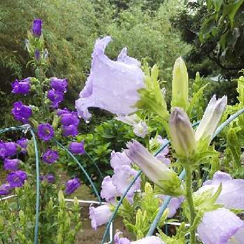 青い花同好会の画像 by ニャンピーさん | 広い庭とフウリンソウと緑の庭と雨上がりの朝と青い花同好会