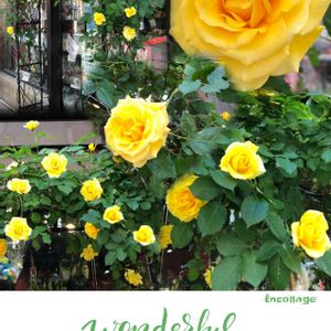 薔薇（黄色）,お花屋さん,通勤路,色合いが可愛い,薔薇^_^の画像