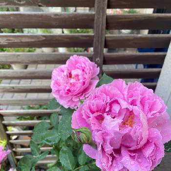 ポールネイロンの画像 by かばっちさん | 小さな庭とバラとポールネイロンと#STAY HOMEと自慢のバラ_2021とガーデニングおじさんとばら バラ 薔薇とピンクの花とおうちで過ごそうと花のある暮らし
