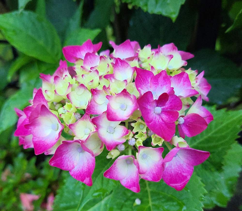 アジサイ パリジェンヌの投稿画像 By マー爺さん 21月5月日 Greensnap グリーンスナップ