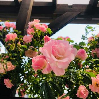 ピンクサマースノーの画像 by ゆみこさん | 車庫とピンクサマースノーと自慢のバラ_2021とお気に入り♡とマイガーデン♡と今日の一枚と今日のお花と私の癒やし❤とガーデニングと花のある暮らし