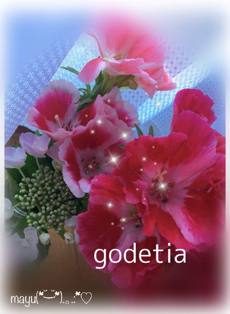 道の駅の投稿画像 By Mayuさん ゴデチア とハートズキュンとお花 と花のある暮らし 21月5月日 Greensnap グリーンスナップ