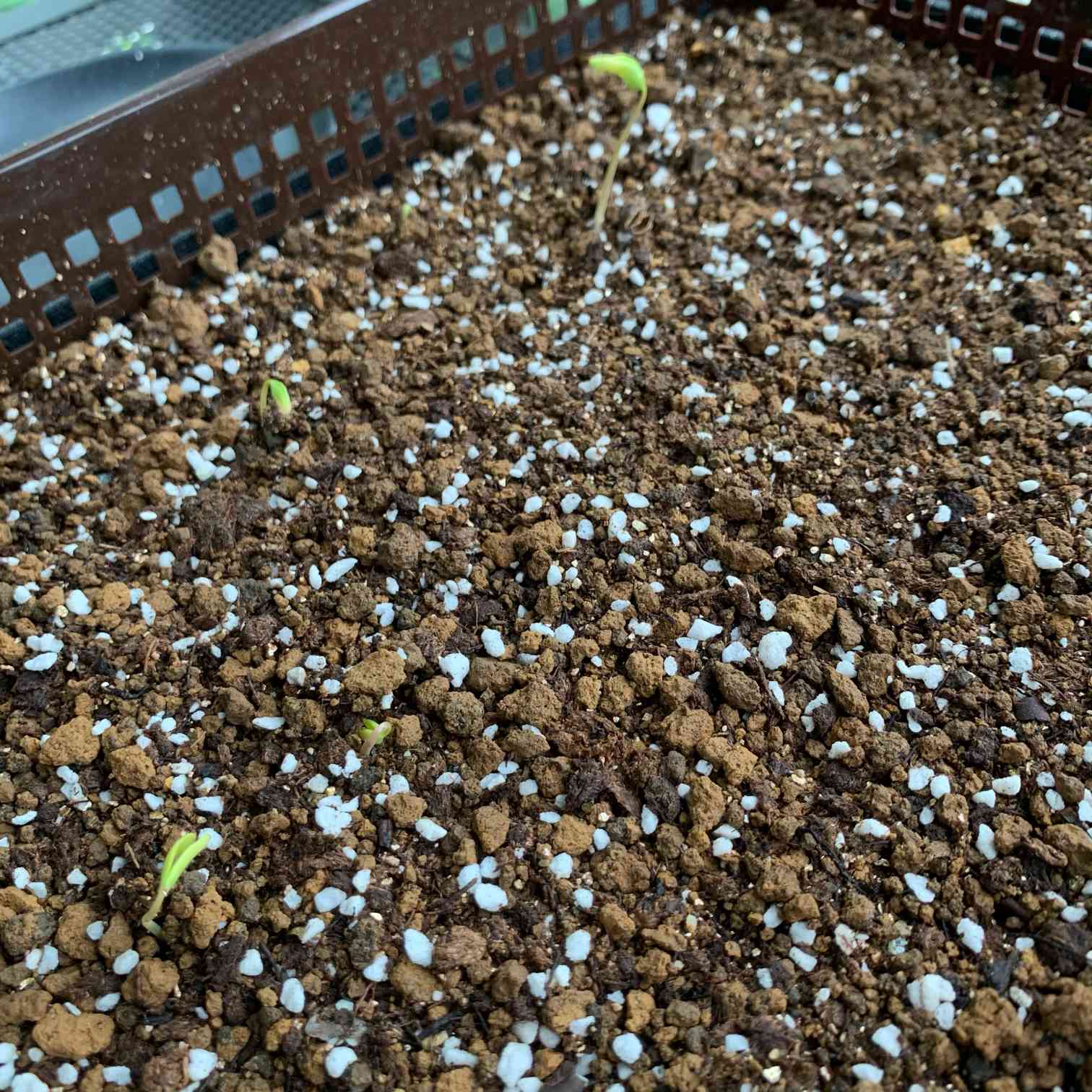 オペルクリカリア ヒルスティッシマの一覧｜🍀GreenSnap