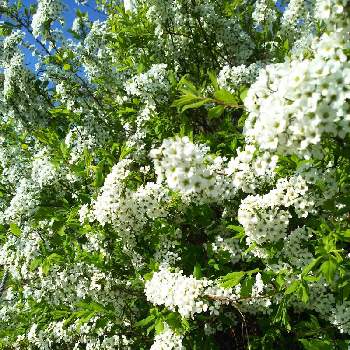 春を告げる花 の投稿画像一覧 Greensnap グリーンスナップ