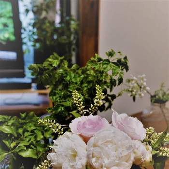 姫リョウブの投稿画像一覧 Greensnap グリーンスナップ