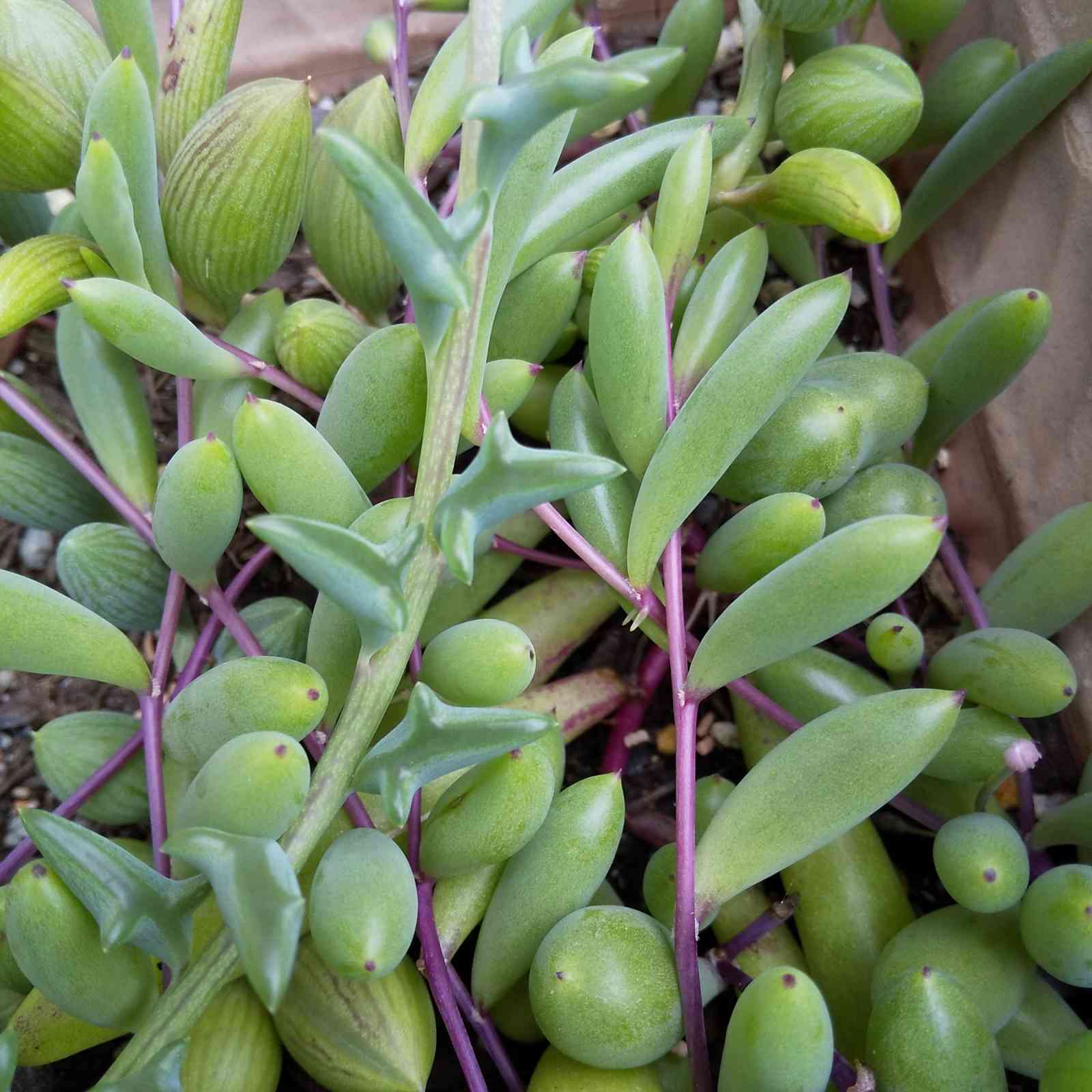 ルビーネックレスとドルフィンネックレス｜🍀GreenSnap（グリーン