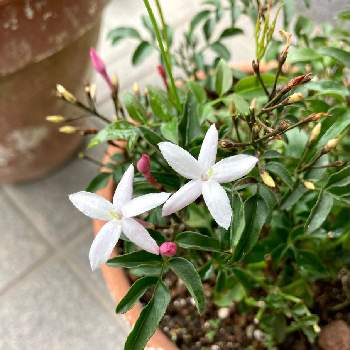 星型の花の投稿画像一覧 Greensnap グリーンスナップ