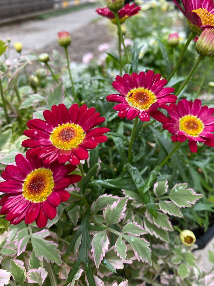 ボンザマーガレットの投稿画像 By さとこさん 寄せ植え 21月5月日 Greensnap グリーンスナップ