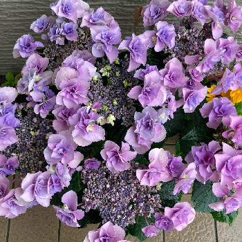 梅雨時の画像 by えむさん | 玄関と紫陽花フェアリーアイとアジサイ　紫陽花と梅雨時と花のある暮らし♡