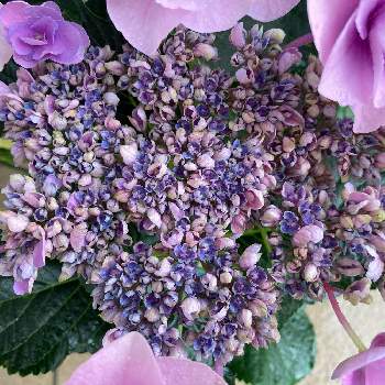梅雨時の画像 by えむさん | 玄関とアジサイ　紫陽花と梅雨時と花のある暮らし♡とおうち園芸