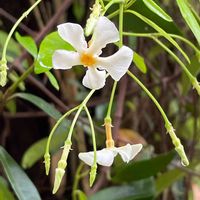 テイカカズラ,山野草,花木,樹木,キョウチクトウ科の画像