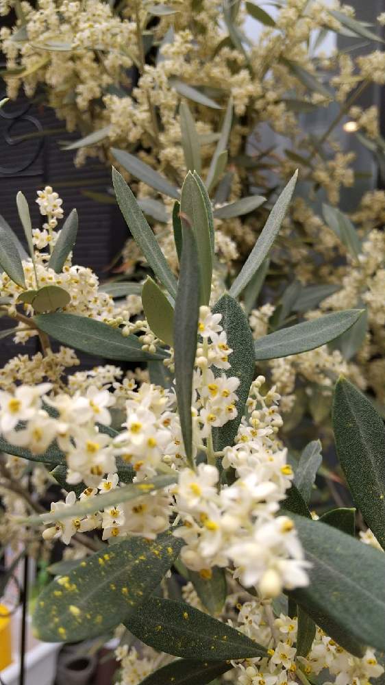 オリーブの木の成長 Greensnap グリーンスナップ