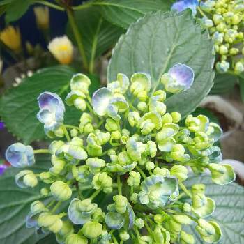 ポップコーンの投稿画像一覧 Greensnap グリーンスナップ