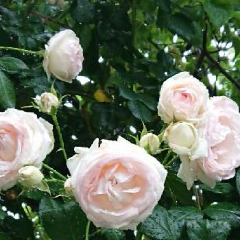 薔薇は癒し(๑˃̵ᴗ˂̵)♡の画像 by 薔薇姫さん | 小さな庭と薔薇　ピエールドゥロンサールとバラ　ピエールドゥロンサールと薔薇♡とばら バラ 薔薇と雨の庭と薔薇好きとバラ・ピエールドゥロンサールと薔薇は癒し(๑˃̵ᴗ˂̵)♡と薔薇 ピエール ド ロンサールとつるバラと雨の中とピエール・ドゥ・ロンサールとピエールとピエールドゥロンサール♡と薔薇♪と雨の薔薇と雨の中のバラと薔薇は癒やし♡とバラを楽しむ