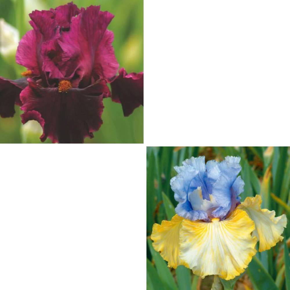 ジャーマンアイリスの投稿画像 By Lyraさん ジャーマンアイリス オブセスドとジャーマンアイリス パーティーズオーバーと虹色の花と豪華と華やかと美しいと綺麗と深紅の花と鮮やか と爽やかと艶やかときれ い と虹色の花と豪華と華やかと美しいと綺麗と深紅の花と