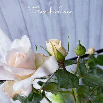 フレンチレース　バラの画像 by リナリナさん | バルコニー/ベランダと自慢のバラ_2021とベランダガーデニングと花のある暮らしとフレンチレース　バラと楽しいひと時