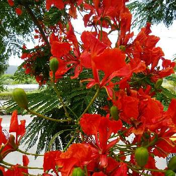 オオゴチョウ 大胡蝶 の投稿画像一覧 Greensnap グリーンスナップ