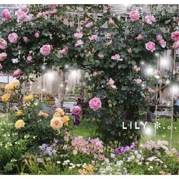 レンガの花壇の投稿画像一覧 Greensnap グリーンスナップ