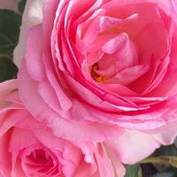 バラ,薔薇,ピエールドゥロンサール,Pierre de Ronsard,つるバラの画像