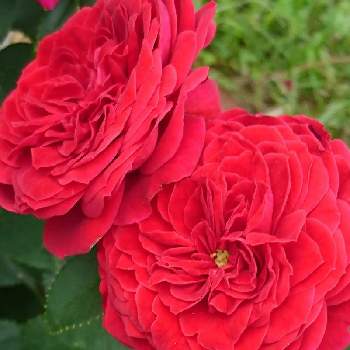 真っ赤な薔薇の花の画像 by Momorin　　さん | お出かけ先とお花に感謝と花パトロールと花マニアとご近所散歩と花中毒と植中毒と花のある暮らしと真っ赤な薔薇の花と植物マニア