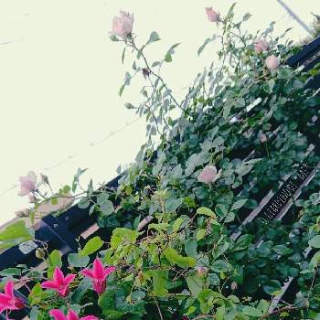 薔薇ニュードーンの画像 by *mi*さん | 小さな庭とﾆｭｰﾄﾞｰﾝとｸﾚﾏﾁｽ ﾌﾟﾘﾝｾｽﾀﾞｲｱﾅとバラの庭と薔薇ニュードーンとばら バラ 薔薇と薔薇のある暮らし♡とバラ・オールドローズとバラ好きと2021 GSでバラ園と鉢薔薇とクレマチスプリンセスダイアナ♪とオールドローズ好きとバラを楽しむ