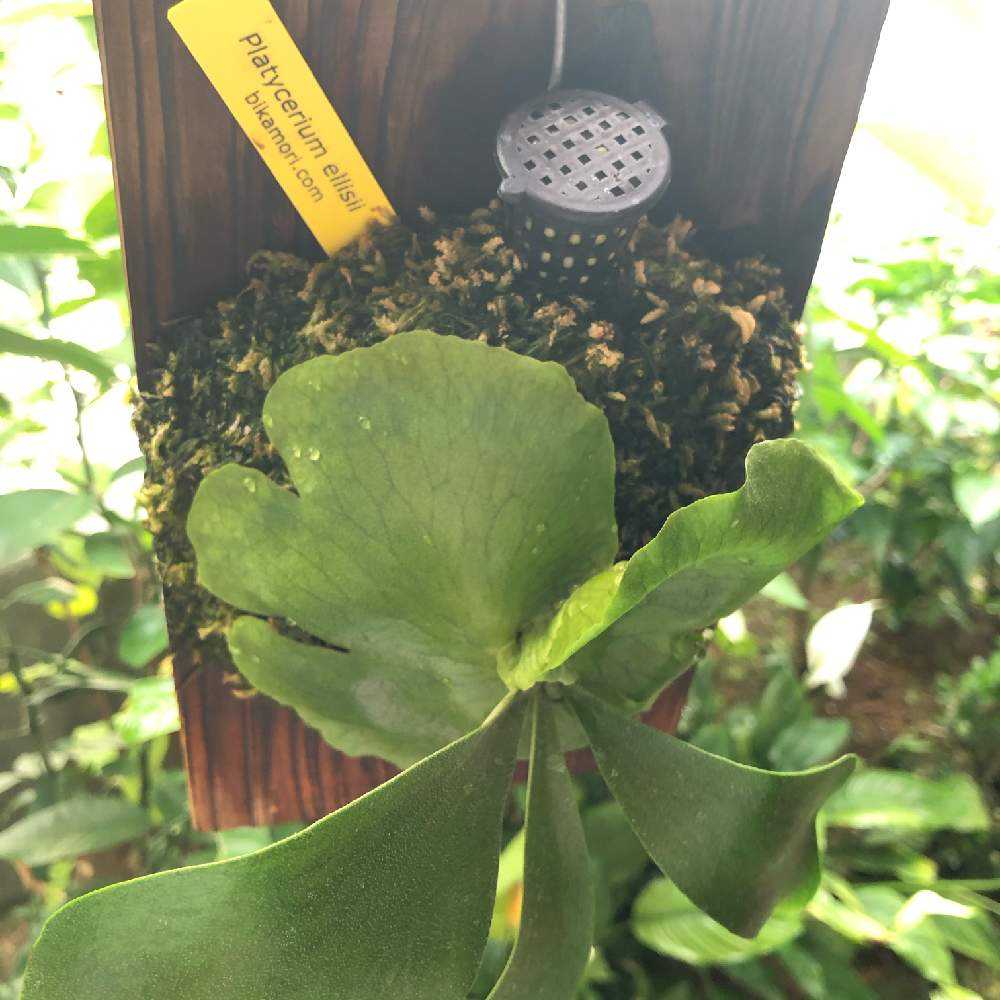 P. ellisii 成長記録|🍀GreenSnap(グリーンスナップ) P. ellisii 成長記録|🍀GreenSnap(グリーンスナップ)