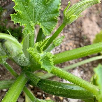 ズッキーニ雌花の投稿画像一覧 Greensnap グリーンスナップ