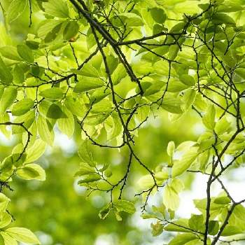 アサ科の画像 by minoさん | エノキと東山植物園とコロナに負けない植物の力と植物のある暮らしとアサ科と植物散策と樹木図鑑と植物園と植物散歩といろいろな葉っぱ