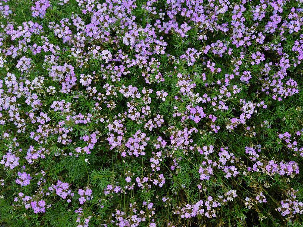 バーベナタピアン Greensnap グリーンスナップ