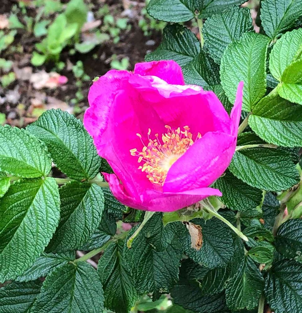 わかばさんの港の見える丘公園への投稿