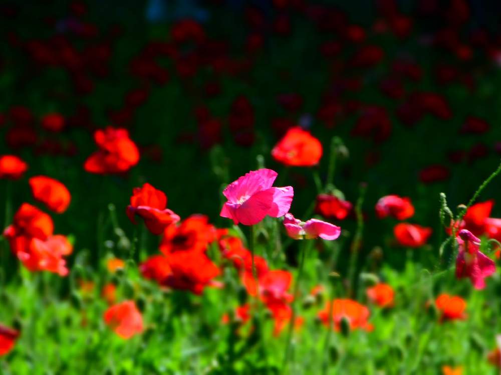ポピーの投稿画像 By きくさん 花のある暮らし 21月5月日 Greensnap グリーンスナップ