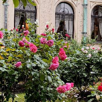 バラ アライブの投稿画像一覧 Greensnap グリーンスナップ