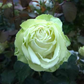 バラわかなの画像 by リベカさん | お出かけ先とバラわかなとお花大好きと元気もらえると大好きな花とばら バラ 薔薇