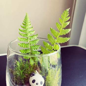 苔こけの投稿画像一覧 Greensnap グリーンスナップ