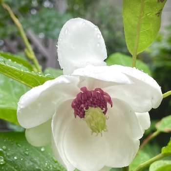 大山蓮華の投稿画像一覧 Greensnap グリーンスナップ