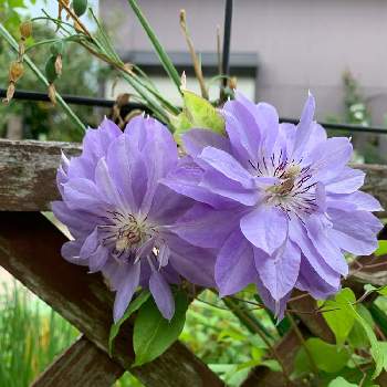 紫のクレマチスの画像 by 玲花さん | 小さな庭とクレマチスと紫のクレマチス