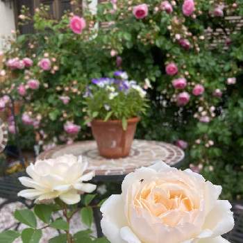 ステファニー グッテンベルグの画像 by レイニーブルーさん | 広い庭とHTCとキュンキュン乙女倶楽部とステファニー グッテンベルグと自慢のバラ_2021とばら バラ 薔薇と薔薇愛同盟とバラのある暮らしと2021レイニーブルーガーデン　バラと2021 GSでバラ園とバラが好きと花のある暮らしとバラを楽しむと優しい気持ち