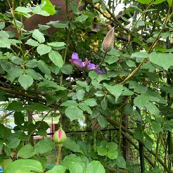 紫のクレマチスの画像 by 玲花さん | 小さな庭とクレマチス　ビビアンペンネルと紫のクレマチス