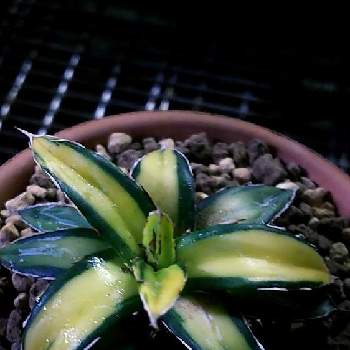 アガベ 笹の雪錦 'サンキング' 珍品 （検 チタノタ エケベリア 白鯨 笹