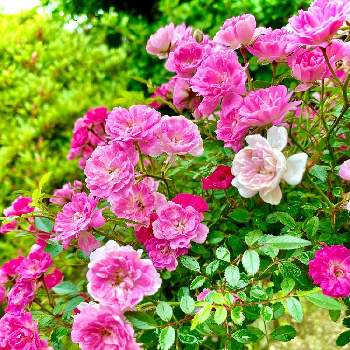 雨あがりの朝の画像 by おちょさん | 小さな庭とクライミングミニチュアローズ 花恋と可愛いお花とピンクのバラ♡といつもありがとうとピンク❤︎ピンクと娘からのプレゼントとピンク大好きとミニチュアクライミングローズと鉢植えとガーデニングと綺麗な色♡と花のある暮らしと雨あがりの朝と可愛いピンク色♡と良い香り