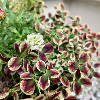 プリンセスクローバーの投稿画像一覧 Greensnap グリーンスナップ