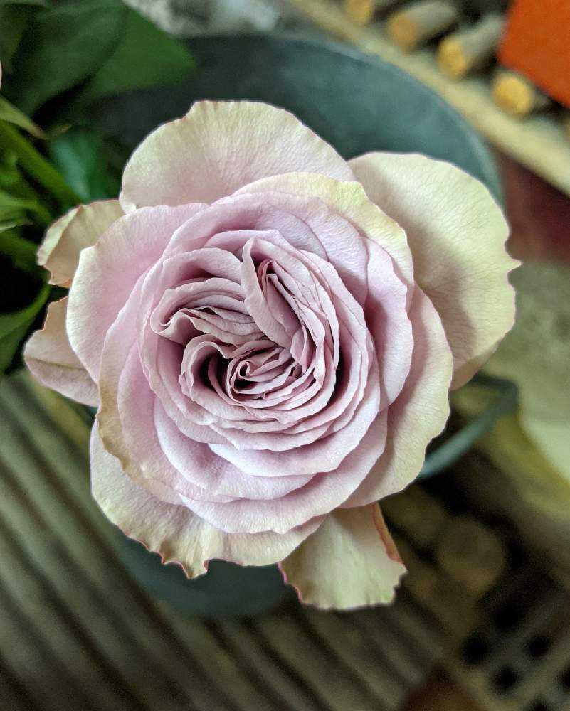 みんなの青薔薇図鑑①【ア〜ス編】|🍀GreenSnap(グリーン みんなの青薔薇図鑑①【ア〜ス編】|🍀GreenSnap(グリーン