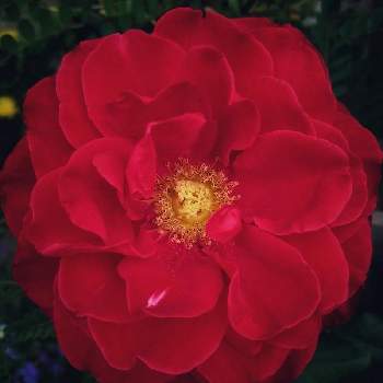 真っ赤な薔薇の花の画像 by あさがおさん | 花壇DIYとおうち園芸ときれいだね〜〜❣️と花を愛でると花を楽しむと赤い花と鉢植えのバラとお庭の花たちと2021と５月の花と真っ赤な薔薇の花