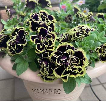 ペチュニア 黒真珠の投稿画像一覧 Greensnap グリーンスナップ