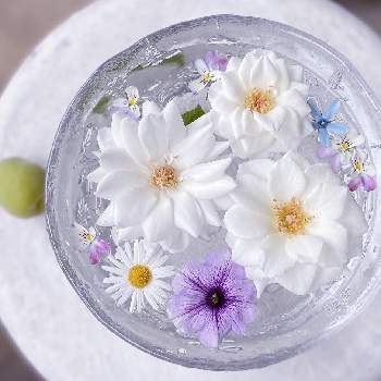 浮き花の投稿画像一覧 Greensnap グリーンスナップ 浮き花の投稿画像一覧 Greensnap グリーンスナップ