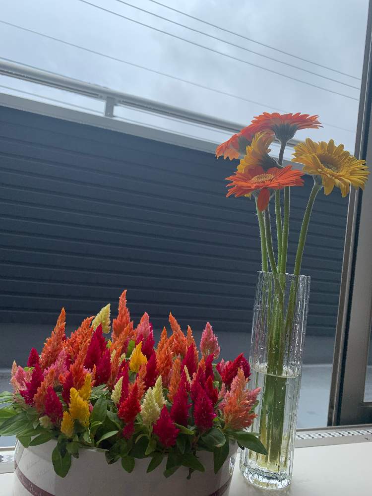 きいろの投稿画像 By Sachicoco1001さん ありがとう とグズグズお天気とビタミンカラ とケーキと花言葉とお花初心者と町のお花屋さんと ケイトウ とお花のある生活とお花好きとお花好きの人と繋がりたいとオレンジと ガーベラとあめふりとあか 21月5月21日
