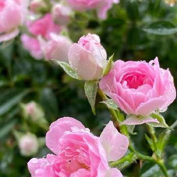 バラ 舞姫の投稿画像一覧 Greensnap グリーンスナップ