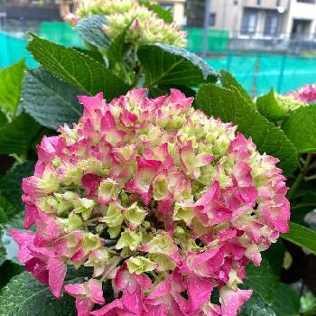 紫陽花パリジェンヌの投稿画像一覧 Greensnap グリーンスナップ