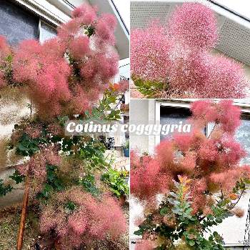 ハグマノキ属の投稿画像一覧 Greensnap グリーンスナップ