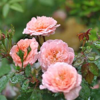 ドリフトローズ アプリコットの画像 by 伊豆野サクラさん | 小さな庭とドリフトローズ アプリコットと花のある暮らしと金曜ローズショーと✨バラと自慢のバラ_2021